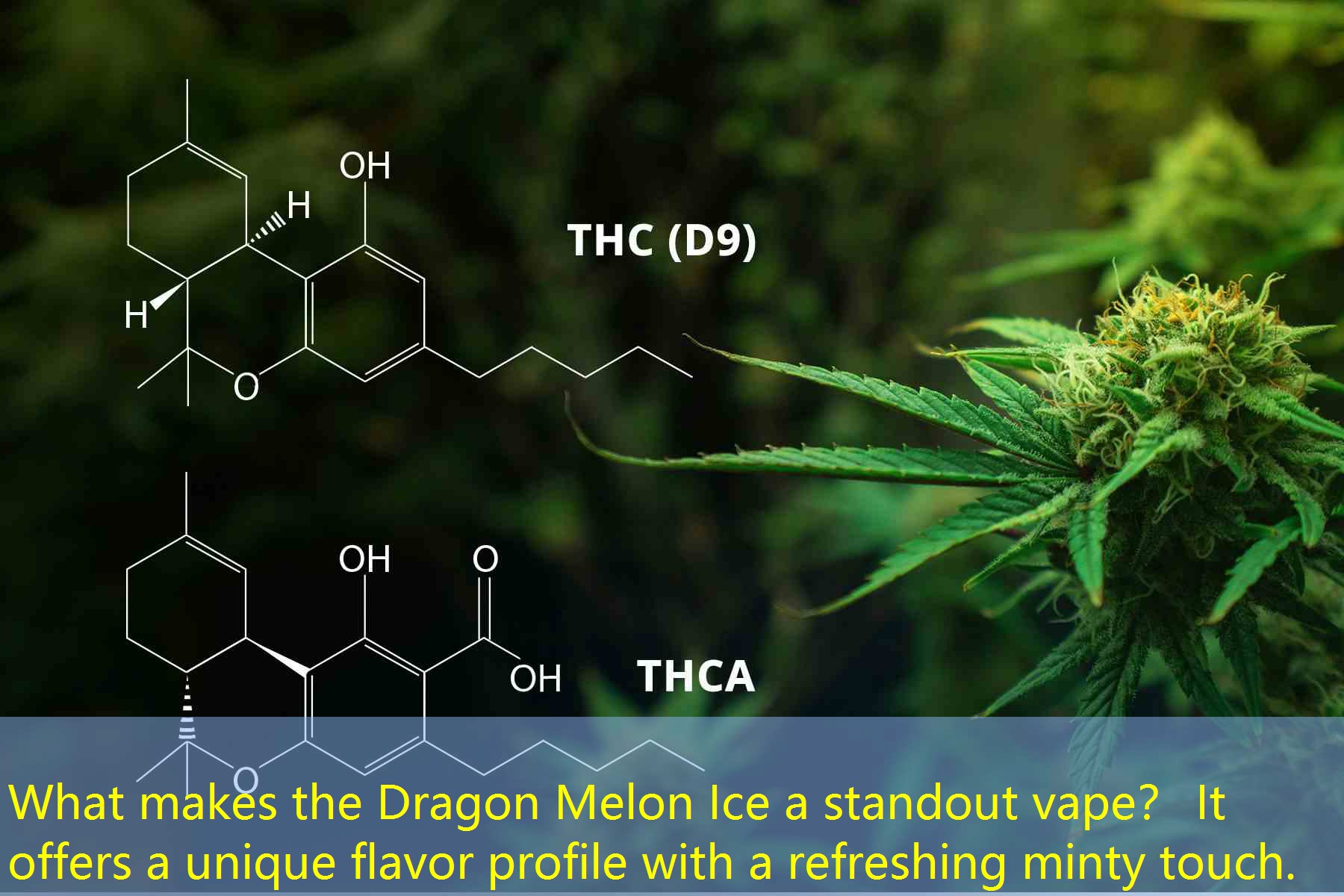 What makes the Dragon Melon Ice a standout vape？ It offers a unique flavor profile with a refreshing minty touch.